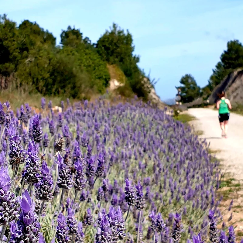 Mallorcas schönste Laufstrecken – Die Insel laufend kennenlernen